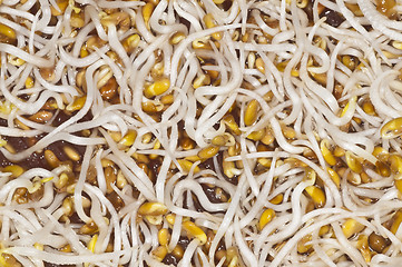 Image showing alfalfa-sprouts