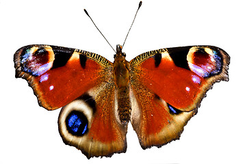 Image showing painted lady
