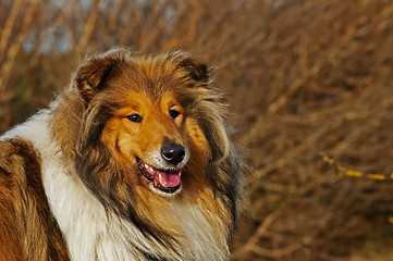 Image showing collie