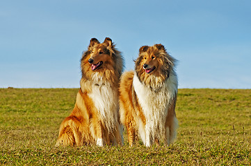 Image showing American and britisch collie dogs