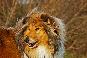 Image showing collie