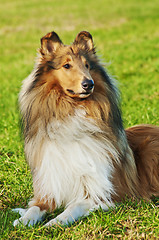 Image showing Collie dog