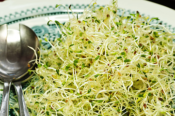 Image showing alfalfa-sprouts