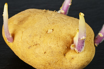 Image showing potato shoot