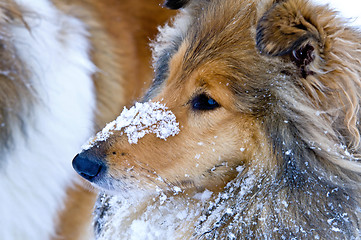 Image showing Collie dog in snow