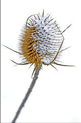 Image showing teasel with snow hat