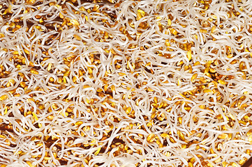 Image showing alfalfa-sprouts