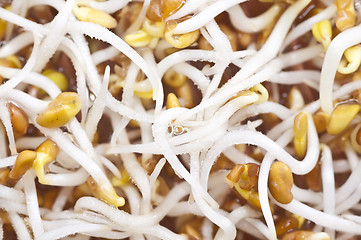 Image showing alfalfa-sprouts