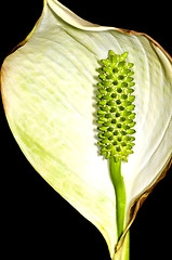 Image showing Peace lily