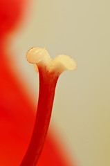 Image showing pistil of an amaryllis