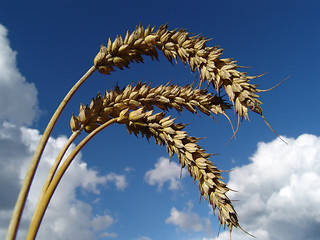 Image showing wheat spikes