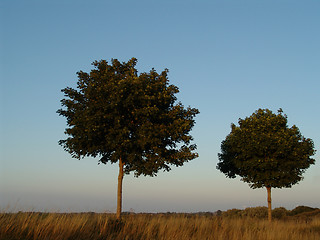 Image showing evening trees