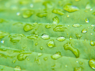 Image showing Water droplets on leaf