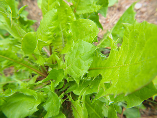 Image showing Dandelion weed