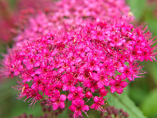 Image showing Pink flowers