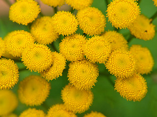 Image showing Small yellow flowers