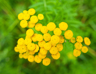 Image showing Small yellow flowers