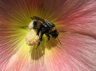 Image showing bee at work