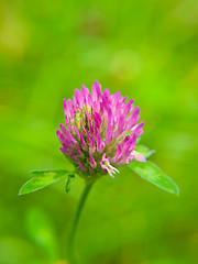 Image showing Clover flower, purple