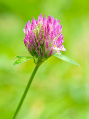 Image showing Clover flower, purple
