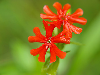 Image showing Small red flowers