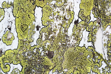 Image showing moss texture on stone