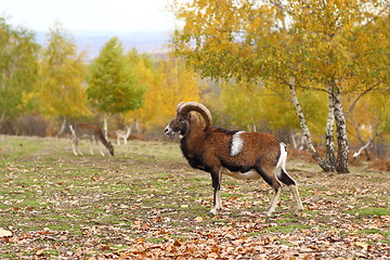 Image showing mouflon in fall season