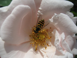 Image showing bee at work