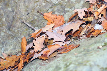 Image showing oak leaves on a rock