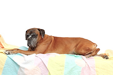 Image showing old boxer breed