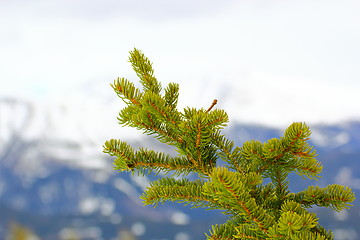 Image showing fir  branch in winter