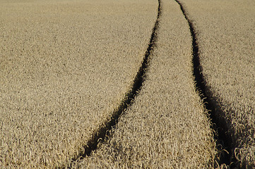 Image showing wheat track