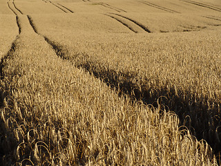 Image showing wheat tracks