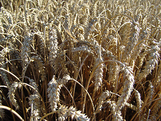 Image showing wheat spikes