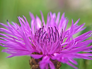 Image showing Knapweed flower