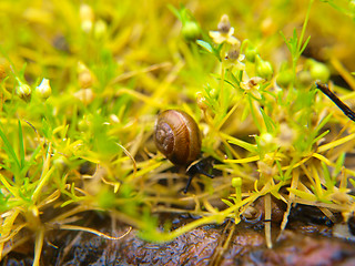 Image showing Snail in grass