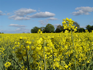 Image showing rape blossoms and field