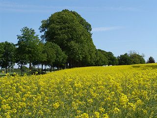 Image showing rape field and avenue