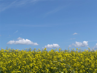 Image showing rape field with clouds