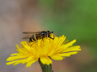 Image showing Bee on dandelion