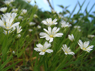 Image showing wild blossoms