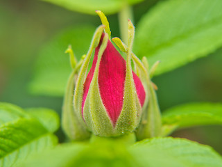 Image showing Rose hip