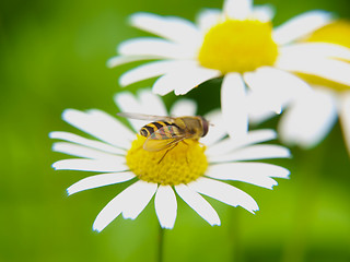 Image showing Bee on daisy