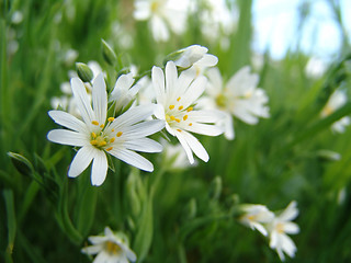 Image showing wild blossoms