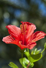 Image showing Red Hibiscus