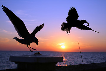 Image showing Seagulls at Sunset