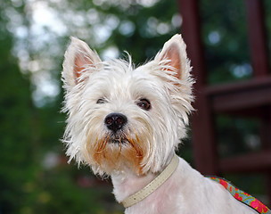 Image showing west highland terrier portrait