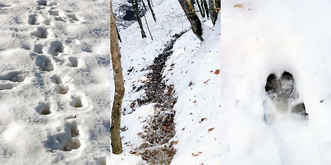 Image showing wild boar tracks