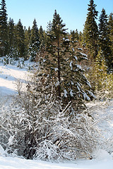 Image showing Blue sky and snow