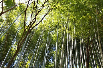 Image showing Japan bamboo
